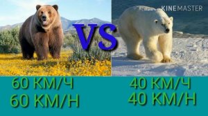 Белый медведь против Гризли. Polar bear against grizzly. Животные. Батл животных.