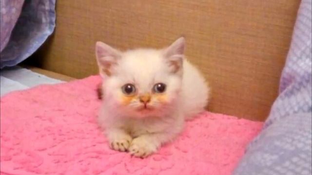 Девушке вручили котёнка в темноте! Приехав домой, она поняла, что с малышом что то неладно… смотреть онлайн