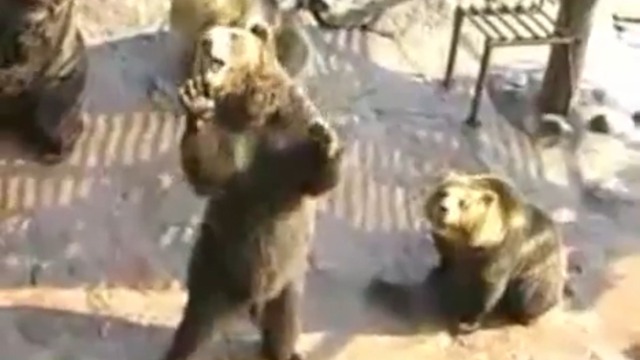 Мишки без комплексов