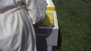 Пластиковая вощина. Помощь начинающим пчеловодам.