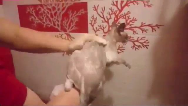How to wash a cat /Как помыть кошку смотреть онлайн