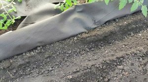 ЧТО ПОСЕЯТЬ В ТЕПЛИЦЕ В НАЧАЛЕ МАЯ