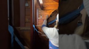 Вакцинация лошади. Как сделать укол лошади.