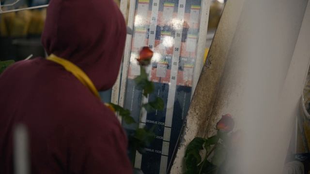 90% сортов ориентированы на российский рынок | Плантация Edana Floralba | Эквадор | Цветы оптом