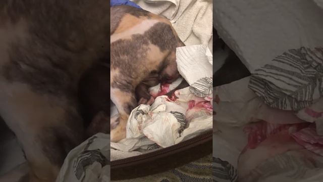 Fi Gaala Star Ofelia первые роды Корниш Рекс часть 2 смотреть онлайн