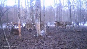 Косули.mp4