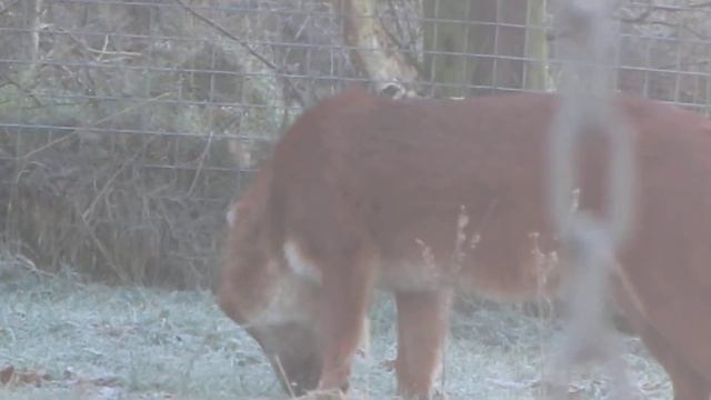Dhole (Cuon alpinus) | West Midlands Safari Park