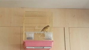 Гибрид репел+канарейка