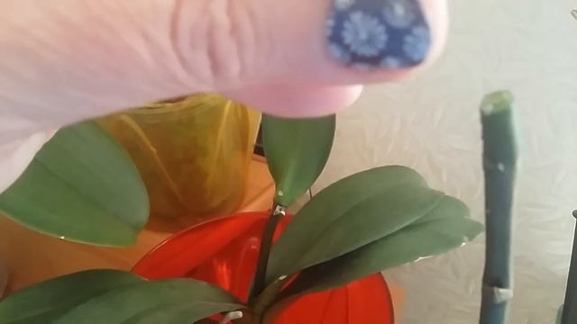 Что нужно делать чтобы орхидеи цвели безпрерывно.!!!!!!!!!! смотреть онлайн