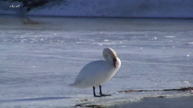Как лебеди сушат перья. смотреть онлайн