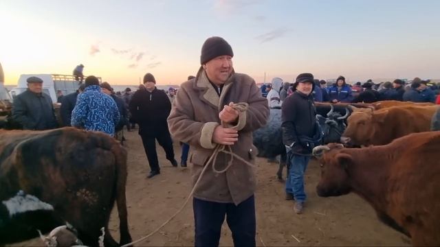 27-НОЯБРЬ 2022/ХОЖЕЛИ МАЛ БАЗАРЫ/СКОТНЫЙ РЫНОК/BUQALAR/BIG BULLS IN THE WORLD/BIG COW/РЕКОРД БЫК