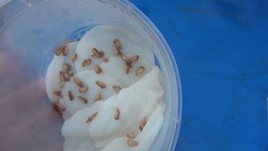 Вырастить ГРАНАТ ИЗ КОСТОЧКИ! Это реально? Свой опыт выращивания граната из косточки.