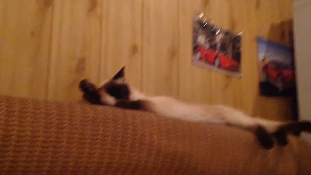 Любимая  "сиамка" смотреть онлайн