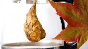 Кленовый чай