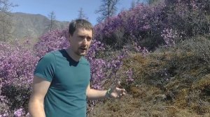 Цветение Маральника на Алтае. Где посмотреть? Когда поехать?