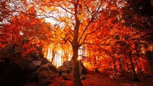 Закружилась осень золотая