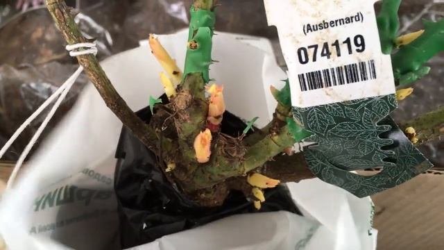 Посылка из Гаршинки. Розы из Гаршинки. Обзор посылки.