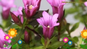 Горечавка бесстебельная Литл Пинке. Краткий обзор, описание gentiana acaulis Little Pinkie