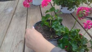 Осенняя обрезка плющелистной пеларгонии