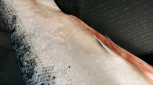 Лосось Атлантический (сёмга) обзор