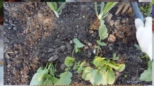 Деготь березовый. Работа над ошибками