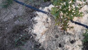Подкисление голубики с помощью электролита
