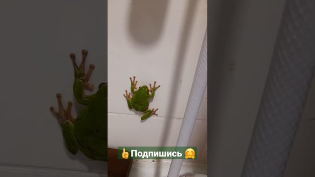 Ядовитая лягушка ползает по стенам на липучках 😱