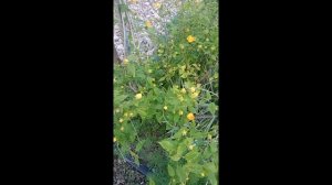 Керри Японская #Shorts