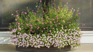 PETITTI Supertunia® Mini Vista™ Pink Star with Garden Answer