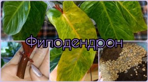 Через 4 дня НАЧАЛИ расти КОРНИ Филодендрона?Секрет в воде?Размножение?Расписная Леди?Медуза