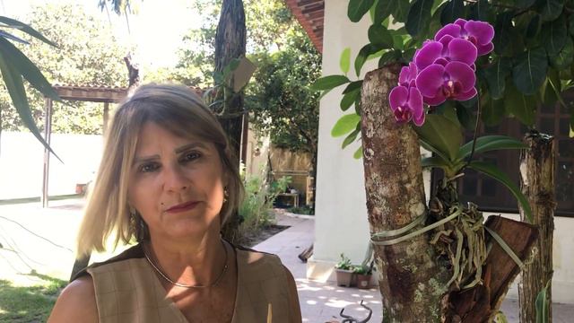 Phalaenopsis ou Dendrobium phalaenopsis? Qual diferença? смотреть онлайн