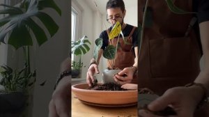 Planting Up an Anthurium