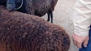 Vobkent mol bozori qo'y-qo'zilar narxlari 18/09/2021