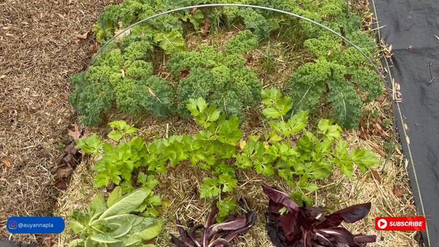 Winter Garden Tasks and I CANT BELIEVE This Plant Survived the 25 Degree Weather