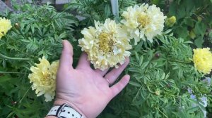 Бархатцы Килиманджаро