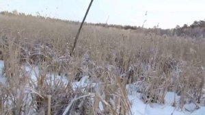 Кабан сломал ногу собаке!  Неудачная охота на кабана