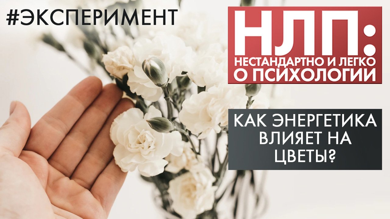 Как энергетика влияет на цветы? | Эксперимент | НЛП