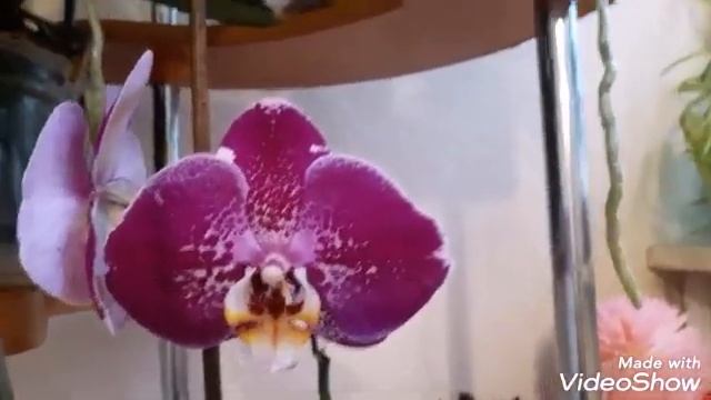 #ОРХИДЕИ. ДОМАШНЕЕ ЦВЕТЕНИЕ СИНГОЛО. ОРХИДЕИ БЕЗ ПОДСВЕТКИ. ОСОБЕННОСТИ. смотреть онлайн