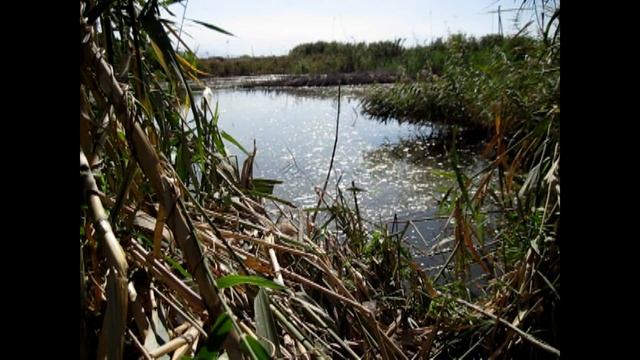 рыбалка на диком водоеме! херабуна Сазан 04,10,2018 ヘラブナ смотреть онлайн
