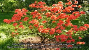 Рододендрон японский лососевый