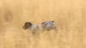 Охотничья порода собак - Дратхаары. Выпуск 59. Эфир от 06.12.10