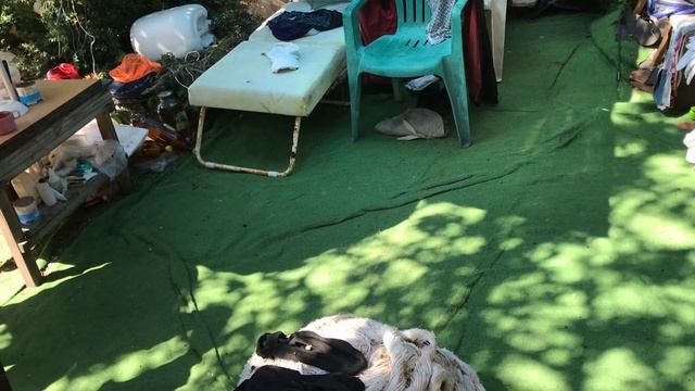 Навожу марафет после дождливой ночи - ковролин вся в листве и плодах дерева. Просушка палатки смотреть онлайн