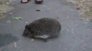 Еж ест хруща 1