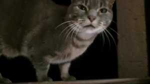 My cat sings Space Cats - Magic Fly