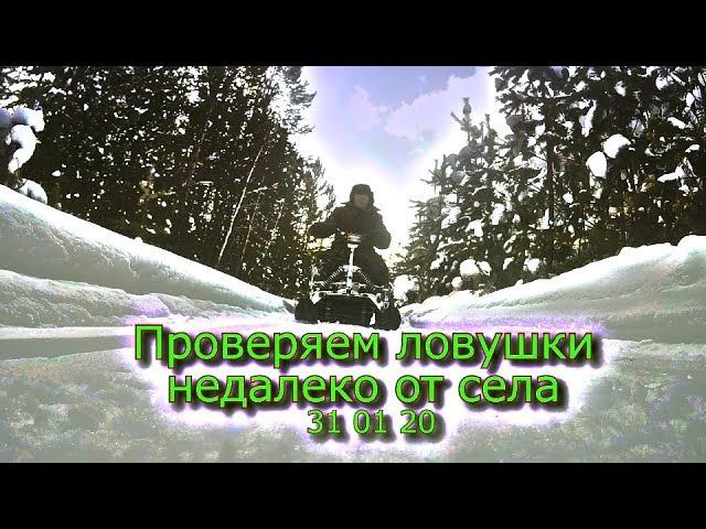 Проверяем ловушки недалеко от села 31 01 20