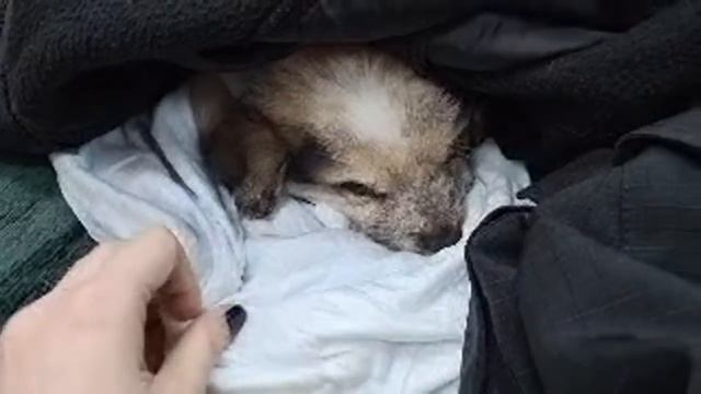 Щенков одолел энтерит смотреть онлайн