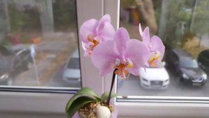 Фаленопсис "Розовый дракон" (phal. Pink dragon) домашнее цветение