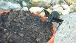 Cricket lays eggs / Сверчок откладывает яйца