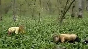 Нападение диких животных на Кавказе, последние кадры...