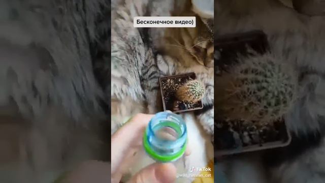 ЛУЧШЕЕ ИЗ ТИКТОКА/АФИНКА, А4/тИКТоК/ЛАЙК смотреть онлайн